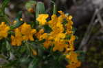 Hoary puccoon